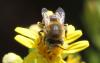 Anthophora bimaculata